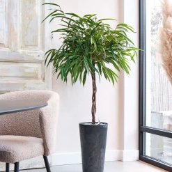 Rubberboom (Ficus binnendijkii 'Alii') D 27 H 120 cm