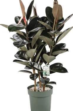 Rubberboom (Ficus elastica 'Makana) D 30 H 120 cm