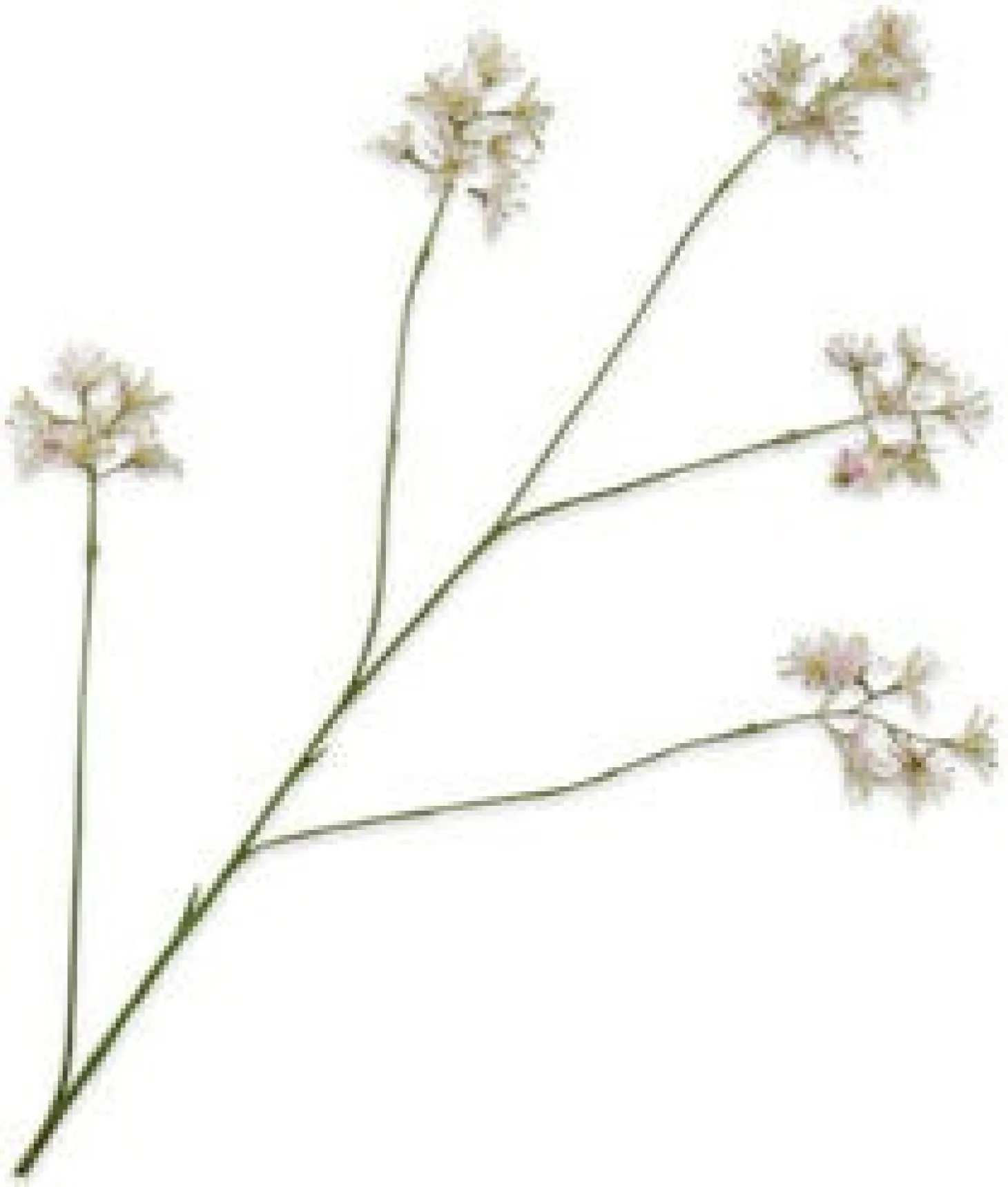 Silk-ka kunstbloem Aralia roze 111 cm