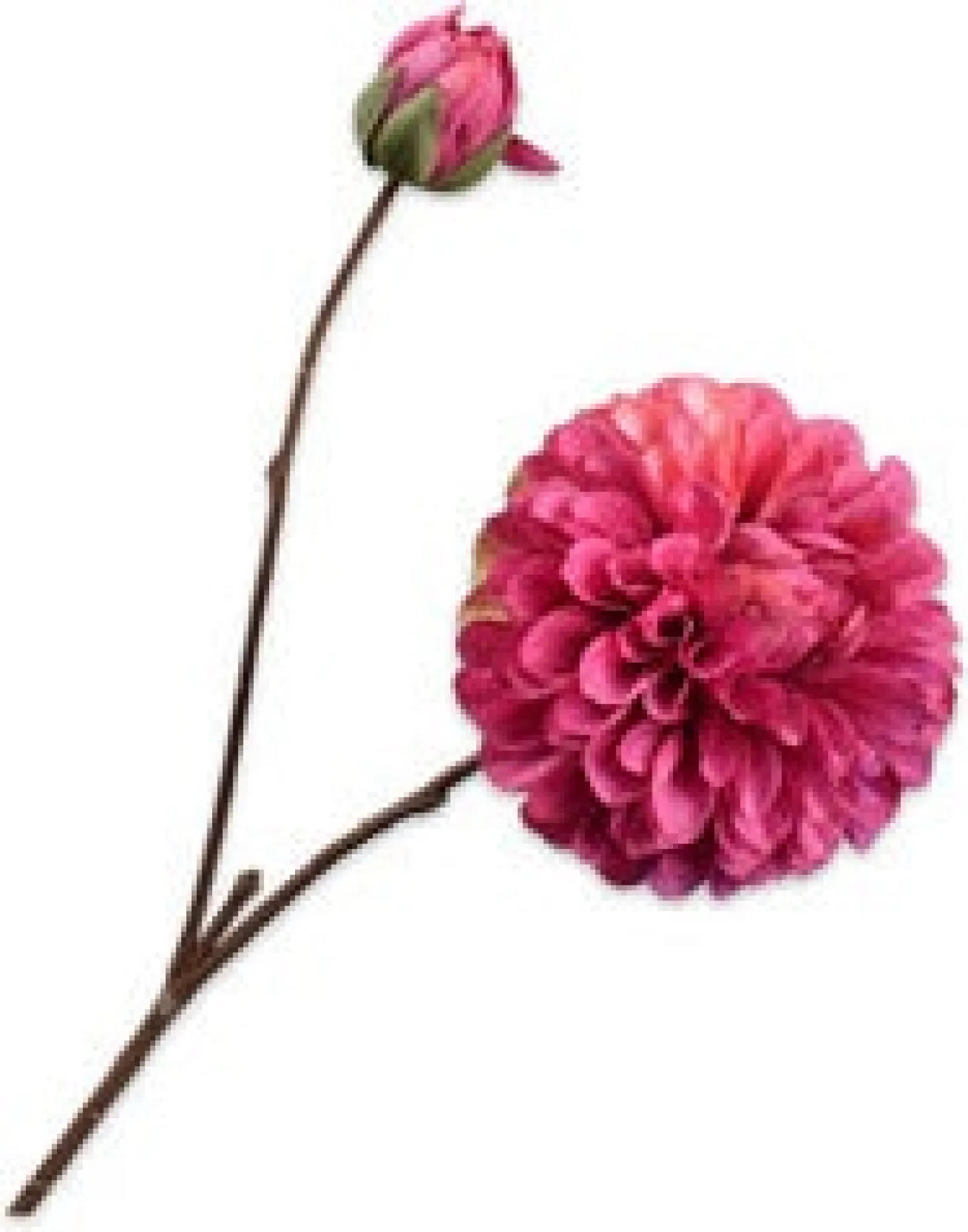 Silk-ka kunstbloem Dahlia lichtrozeroze 63 cm