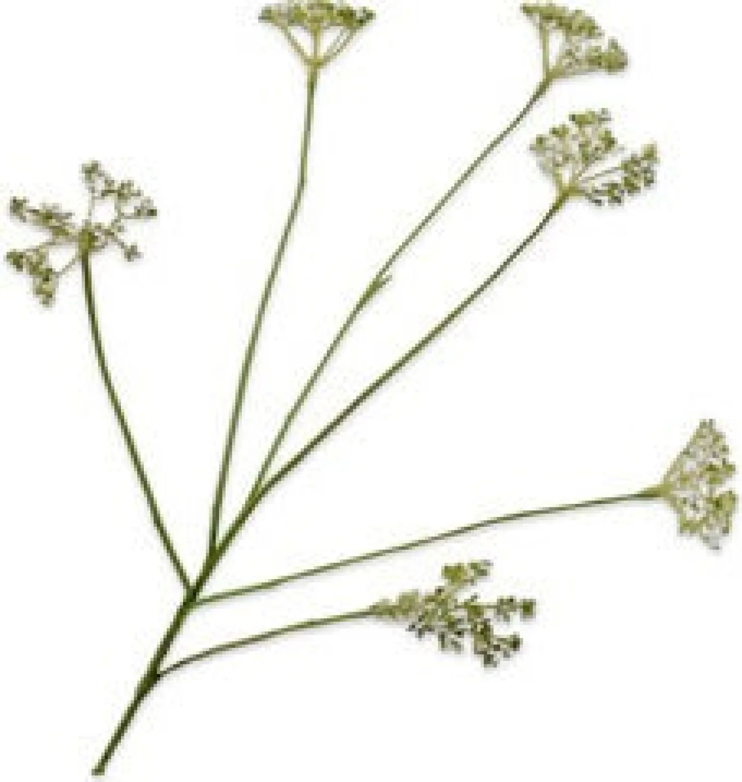Silk-ka kunstbloem Dille groen H 66 cm