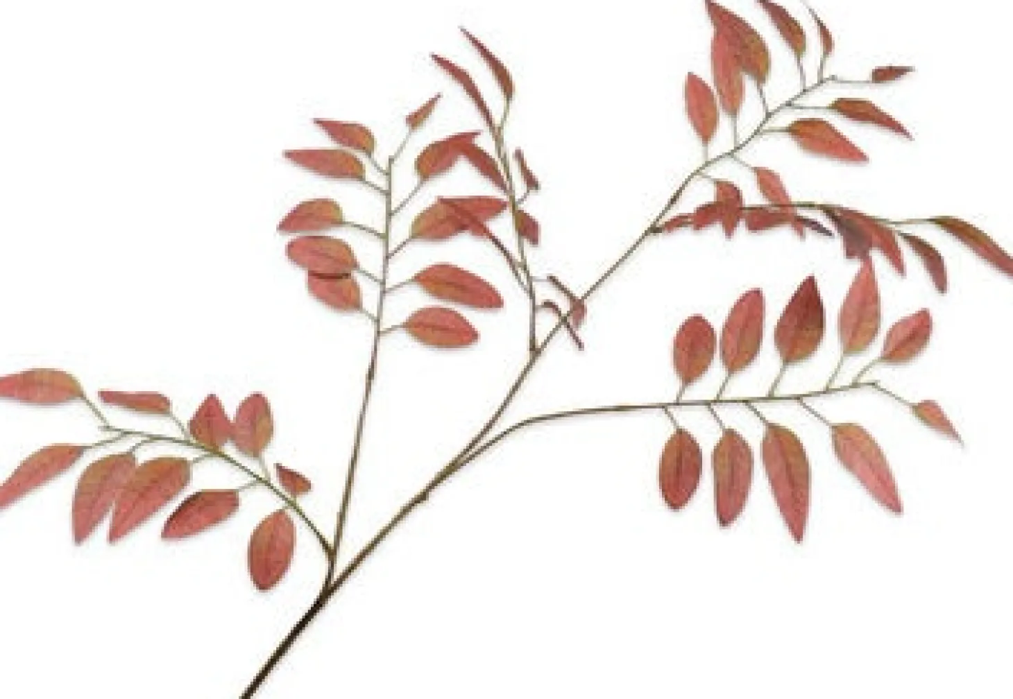 Silk-ka kunstbloem Es bruin 107 cm