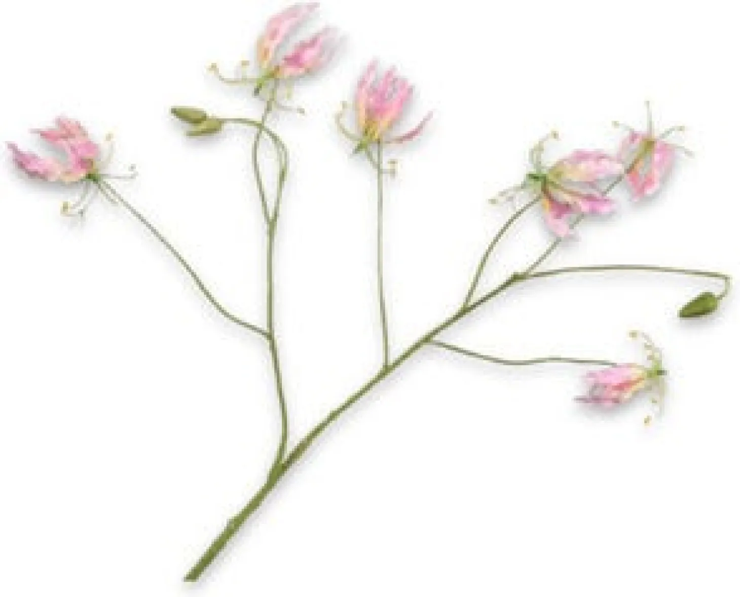 Silk-ka kunstbloem Gloriosa roze 108 cm