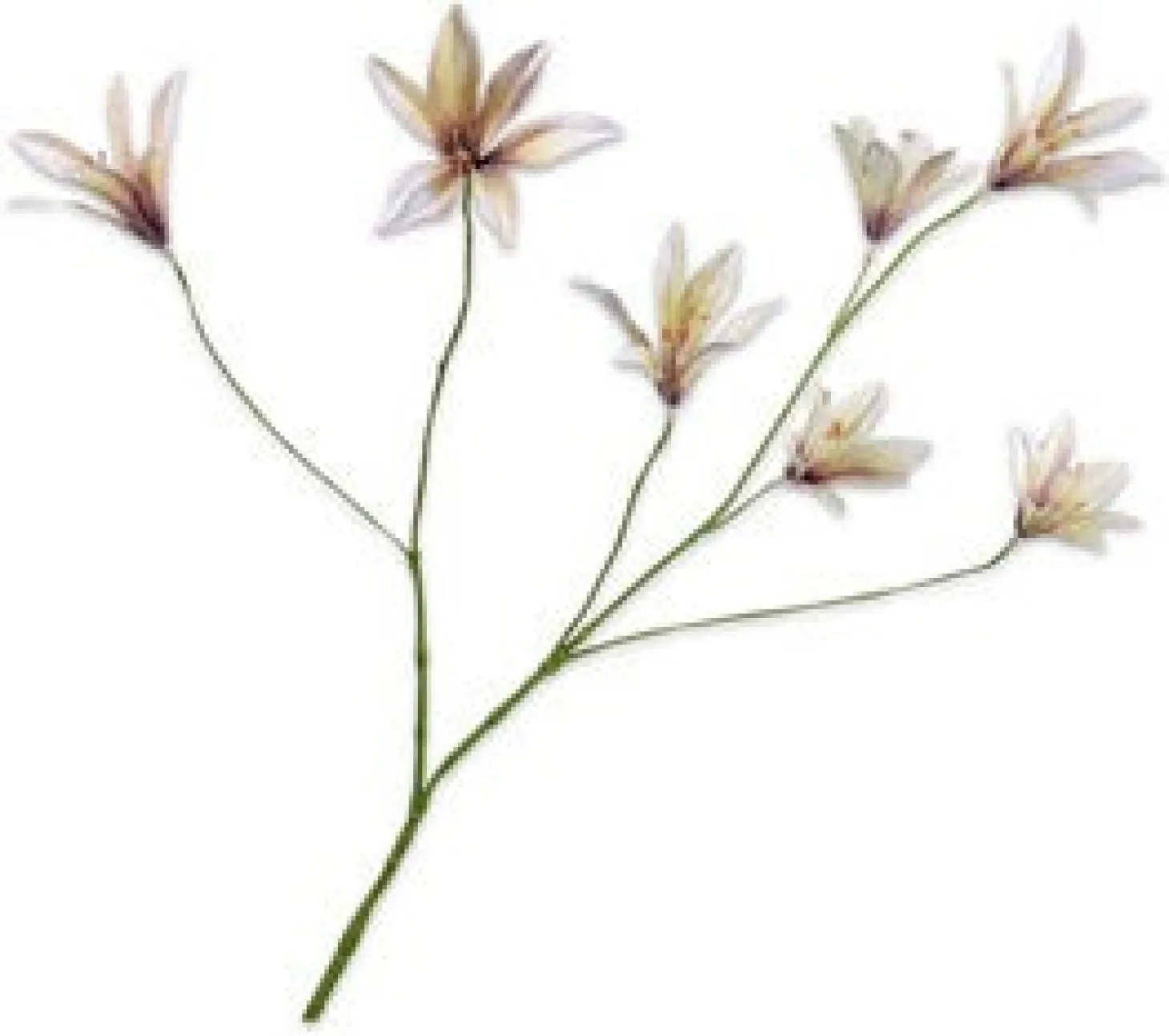 Silk-ka kunstbloem Lelie wit 85 cm