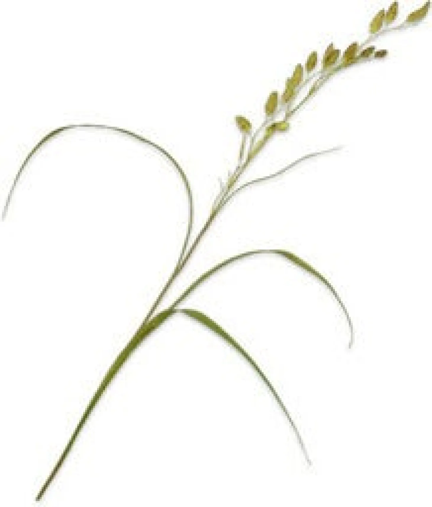Silk-ka kunstbloem Siergras groen 108 cm