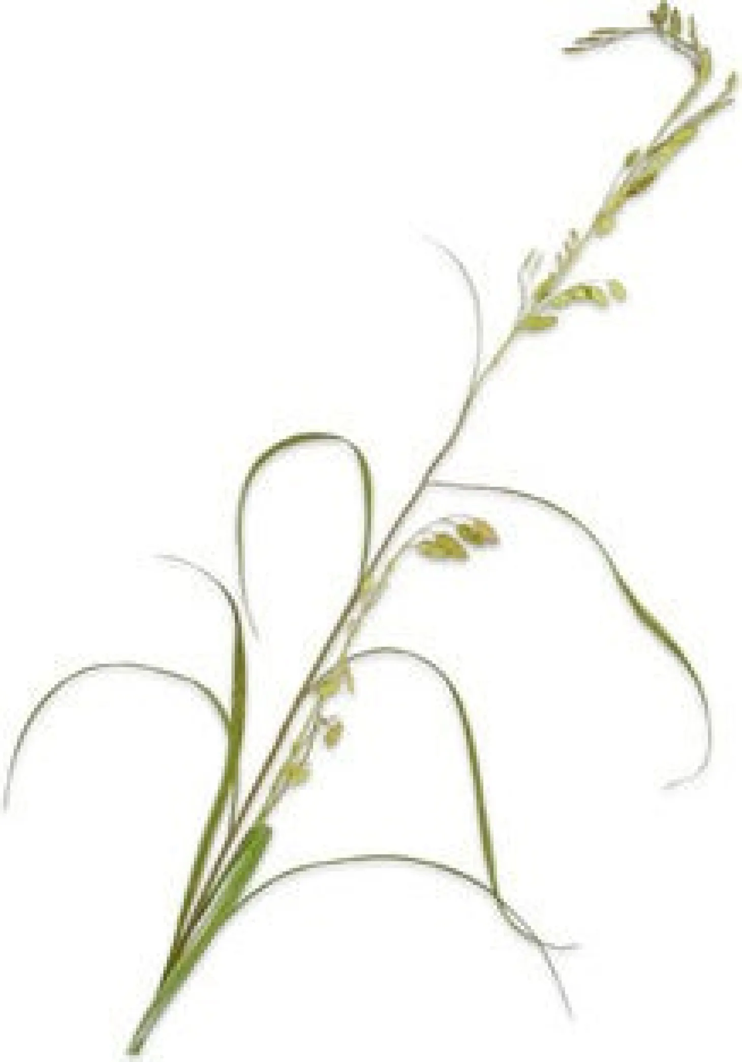 Silk-ka kunstbloem Siergras groen 162 cm