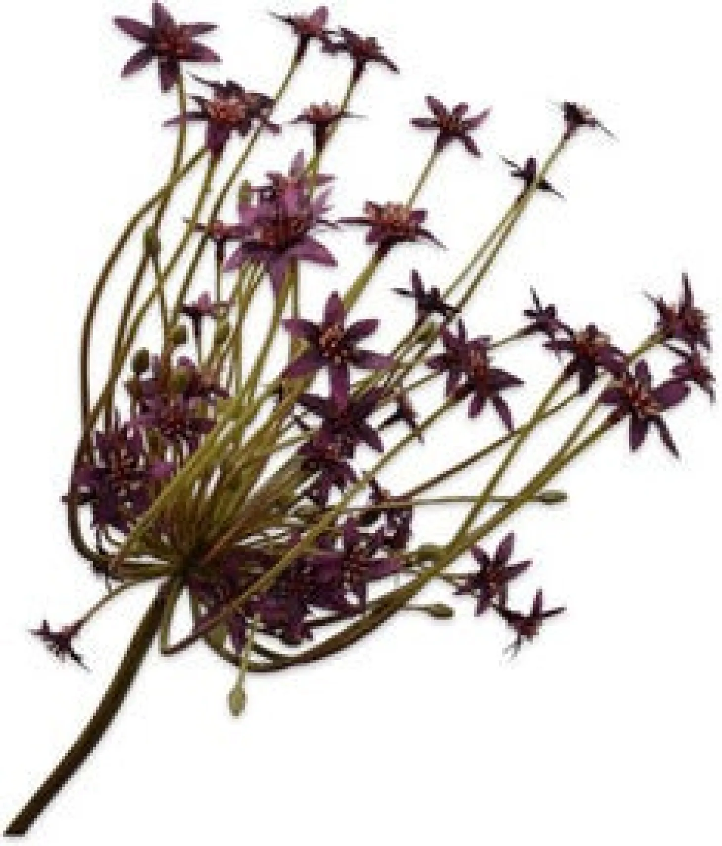 Silk-ka kunstbloem Sierui bordeaux 84 cm