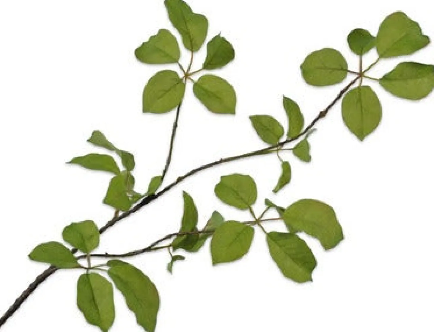 Silk-ka kunsttak Wilde wingert 91 cm