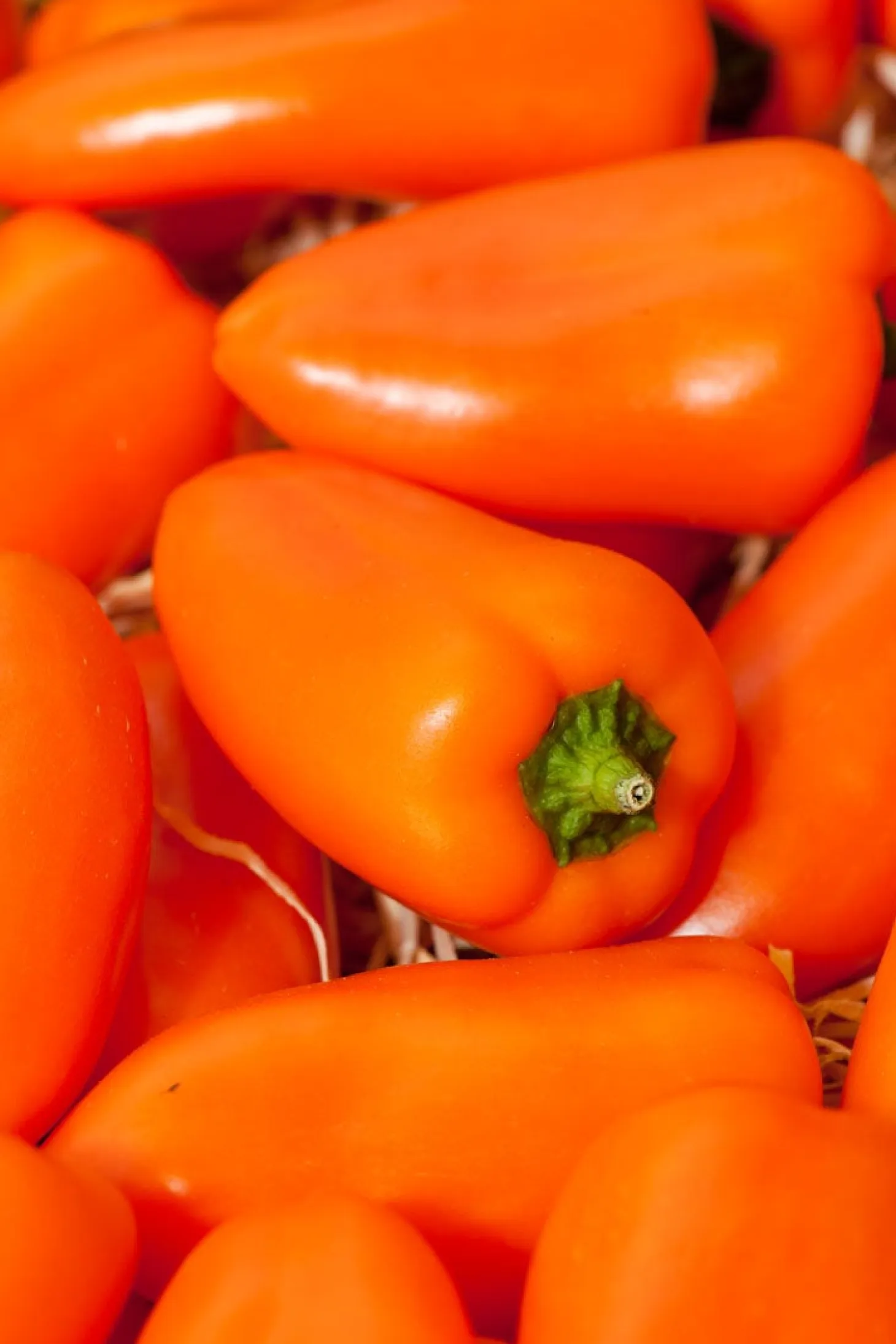 Snackpaprika (Capsicum annuum)