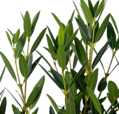 Steenlinde (Phillyrea angustifolia 'Green Line') D 28 H 100 cm