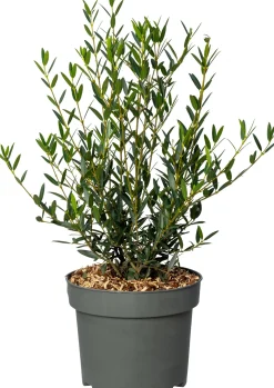 Steenlinde (Phillyrea angustifolia 'Green Line') D 28 H 100 cm