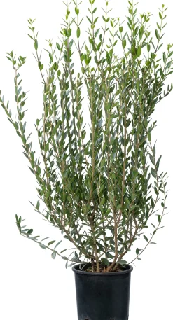 Steenlinde (Phillyrea angustifolia) D 20 H 60 cm