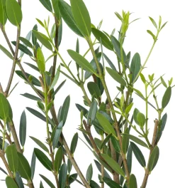 Steenlinde (Phillyrea angustifolia) D 20 H 60 cm
