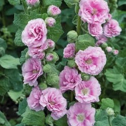 Stokroos (Alcea rosea 'Charters Double Rosa') D 9 H 10 cm