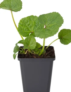 Stokroos (Alcea rosea 'Charters Double Weiss') D 9 H 10 cm