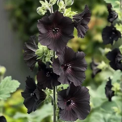 Stokroos (Alcea rosea 'Nigra') D 9 H 10 cm