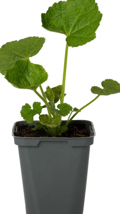 Stokroos (Alcea rosea 'Roseum') D 9 H 15 cm