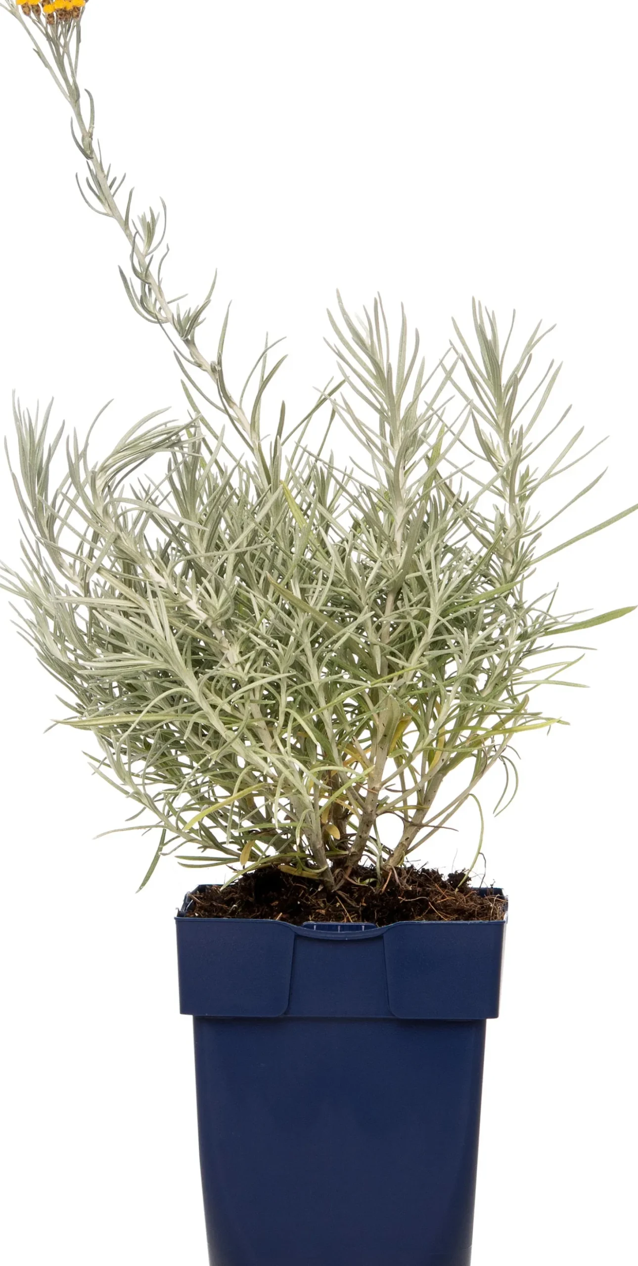 Strobloem (Helichrysum italicum) D 9 H 15 cm