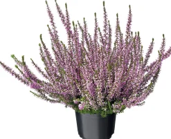 Struikheide (Calluna vulgaris 'Garden Girls') D 12 H 15 cm