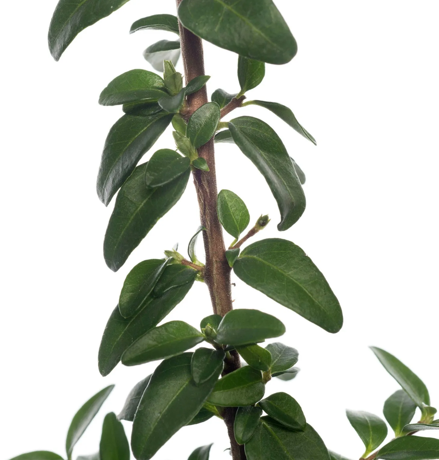 Struikkamperfoelie (Lonicera nitida 'Elegant') sixpack D 9 H 15 cm