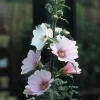 Struikmalva (Lavatera 'Barnsley') D 9 H 10 cm