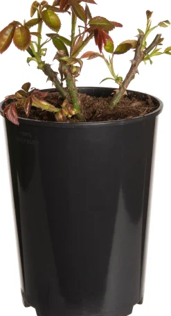 Struikroos (Rosa 'Blue for You') D 19 H 10 cm