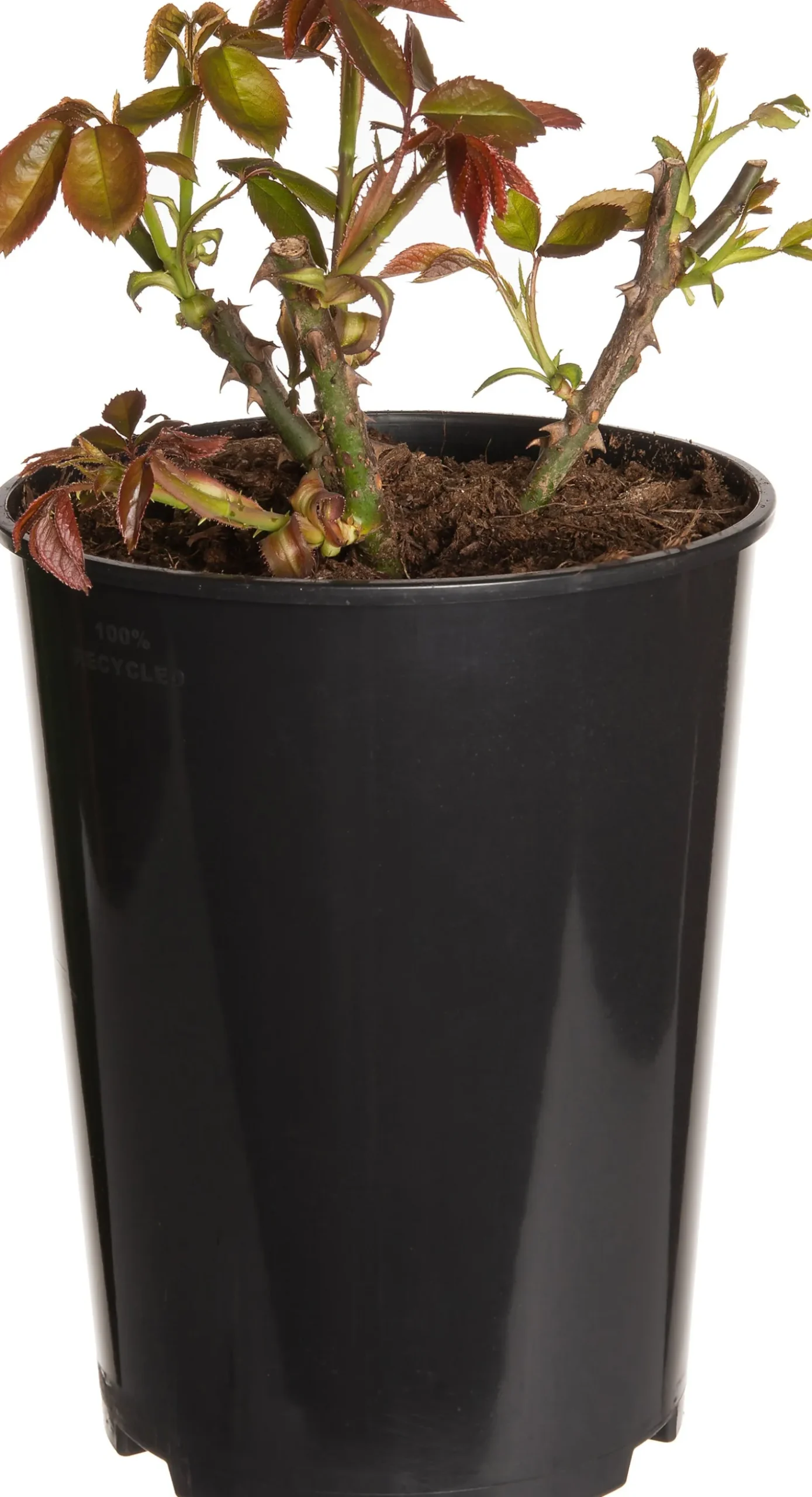 Struikroos (Rosa 'Britannia') D 19 H 10 cm