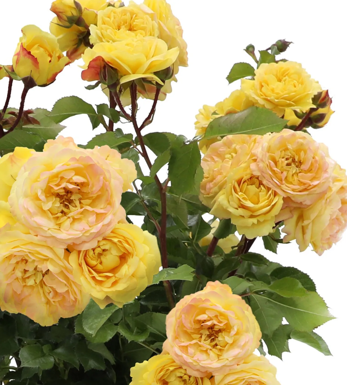 Struikroos (Rosa 'Lampion') D 19 H 10 cm