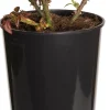 Struikroos (Rosa 'Line Renaud') D 19 H 10 cm