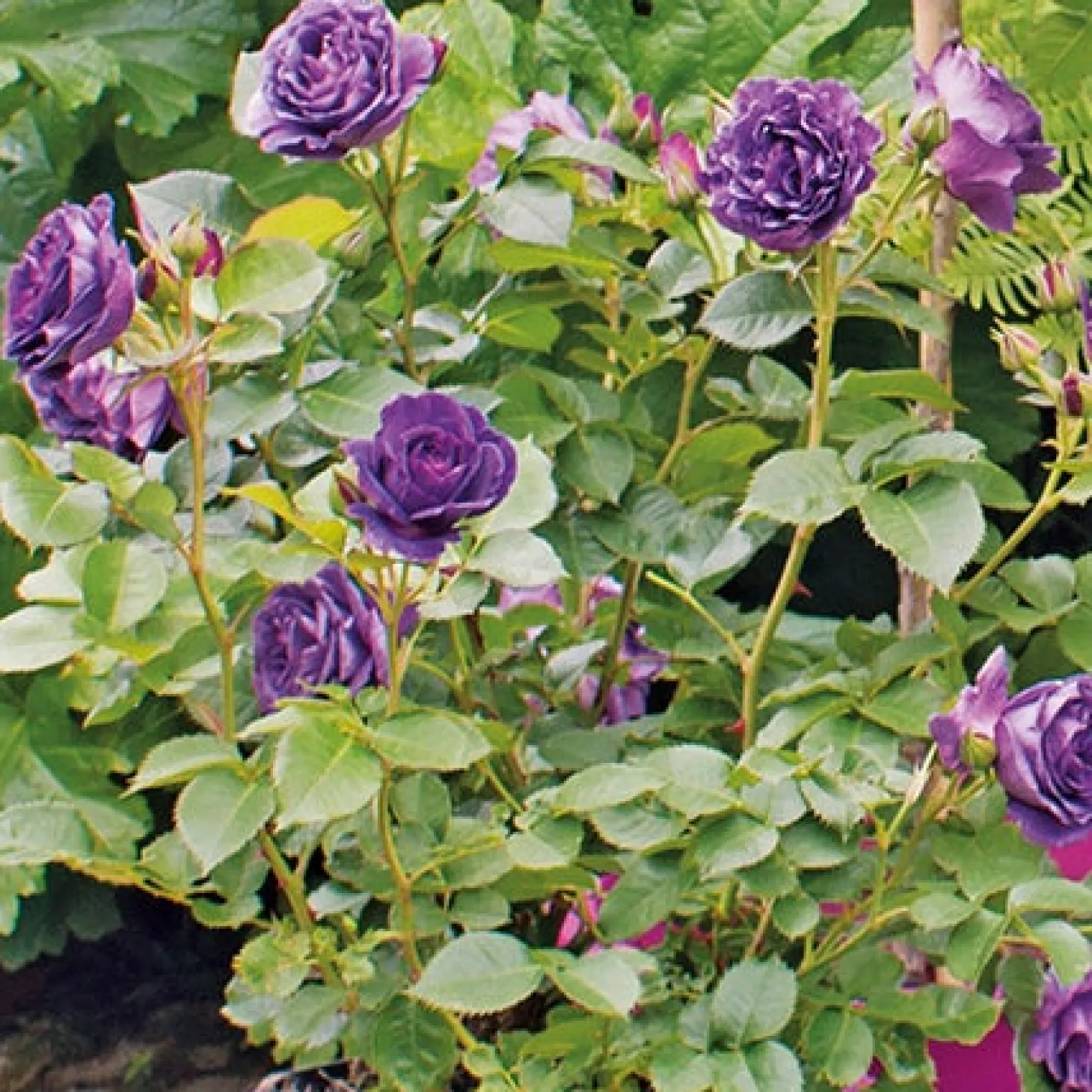 Struikroos (Rosa 'Minerva') D 23 H 35 cm