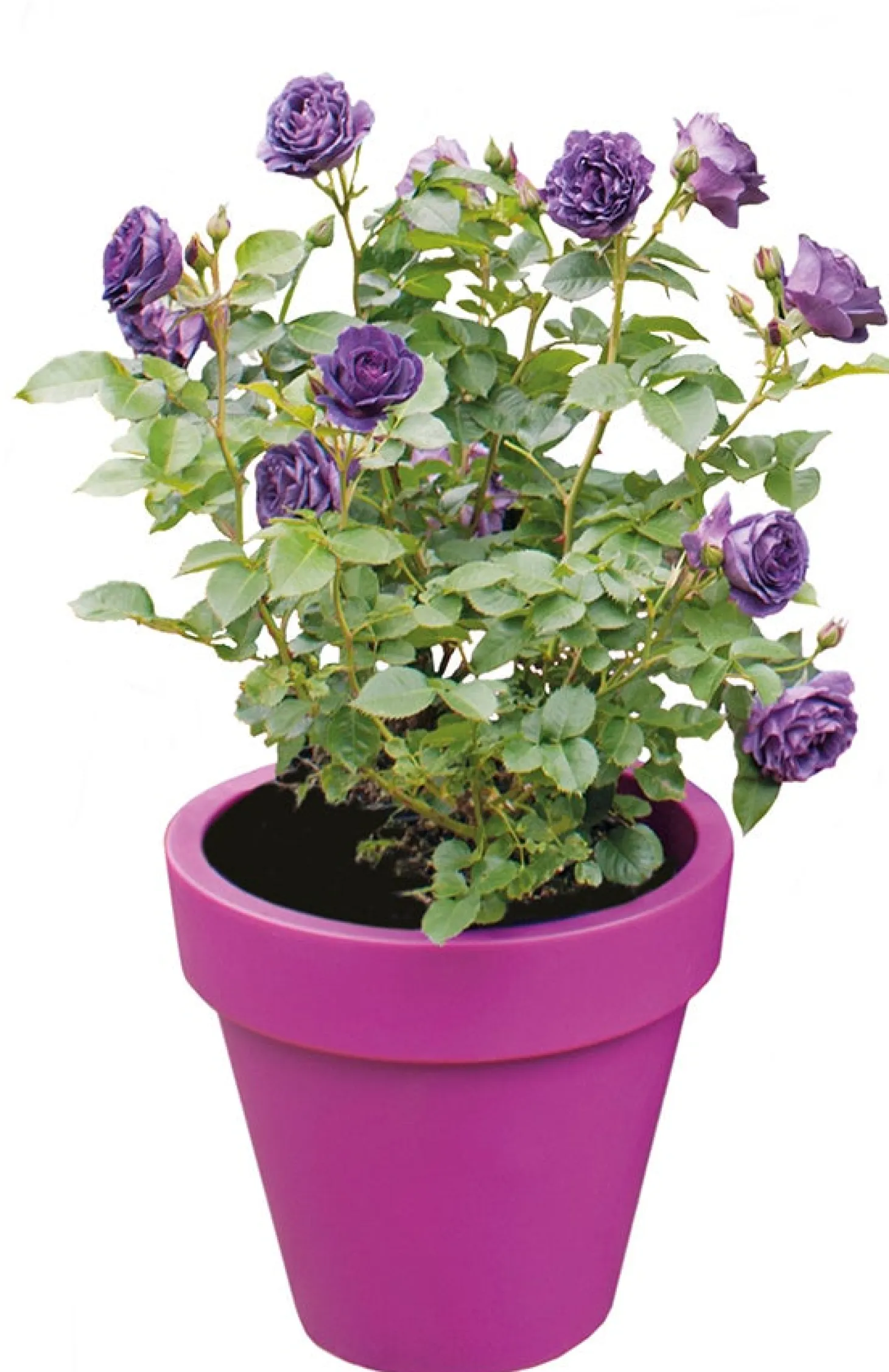 Struikroos (Rosa 'Minerva') D 23 H 35 cm
