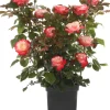 Struikroos (Rosa 'Nostalgie') D 19 H 10 cm