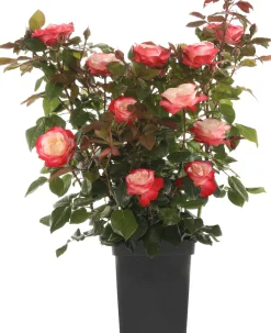 Struikroos (Rosa 'Nostalgie') D 19 H 10 cm