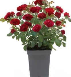 Struikroos (Rosa 'Red Meilove') D 19 H 10 cm