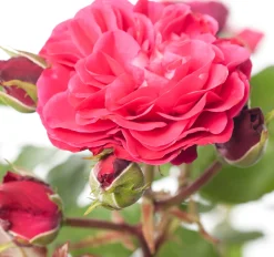 Struikroos (Rosa 'Red Meilove') D 23 H 25 cm