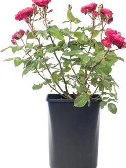 Struikroos (Rosa 'Rose Meilove') D 19 H 10 cm