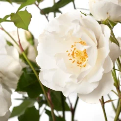 Struikroos (Rosa 'Schneewittchen') D 19 H 10 cm