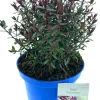 Struikveronica (Hebe 'Caledonia') D 17 H 25 cm