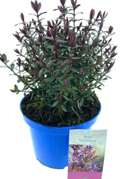 Struikveronica (Hebe 'Caledonia') D 17 H 25 cm