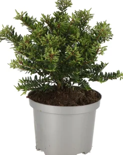 Struikveronica (Hebe 'Celina') D 17 H 25 cm