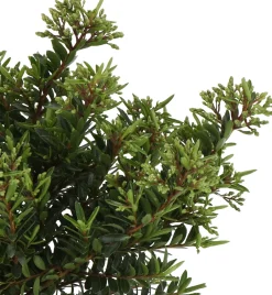Struikveronica (Hebe 'Celina') D 17 H 25 cm