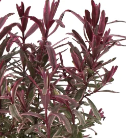 Struikveronica (Hebe 'Frozen Flame' ®) D 17 H 25 cm