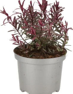Struikveronica (Hebe 'Frozen Flame' ®) D 17 H 25 cm