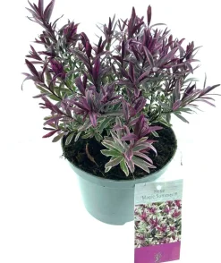 Struikveronica (Hebe 'Magic Summer'®) D 17 H 25 cm