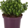 Struikveronica (Hebe 'Margret') D 17 H 25 cm