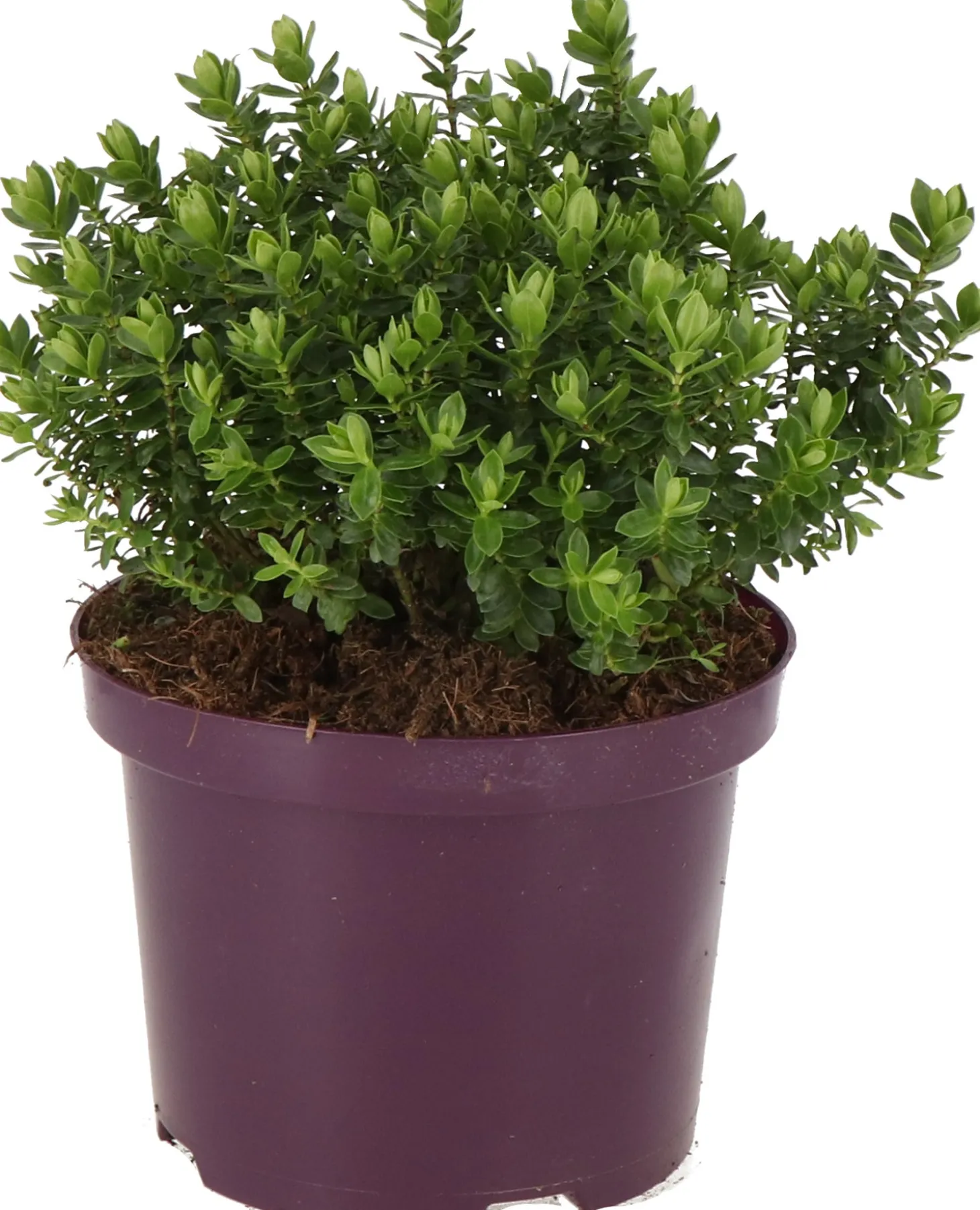 Struikveronica (Hebe 'Margret') D 17 H 25 cm
