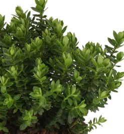 Struikveronica (Hebe 'Margret') D 17 H 25 cm