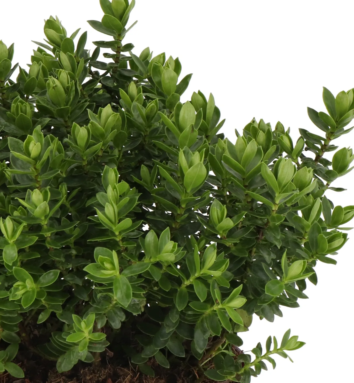 Struikveronica (Hebe 'Margret') D 17 H 25 cm