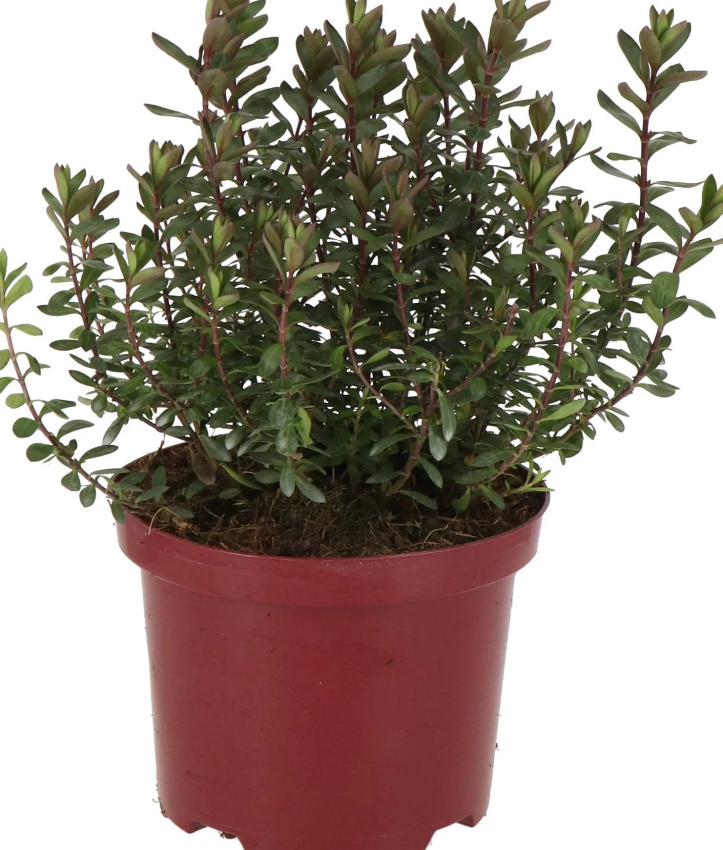 Struikveronica (Hebe 'Purple Pixie' ®) D 17 H 25 cm