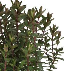 Struikveronica (Hebe 'Purple Pixie' ®) D 17 H 25 cm